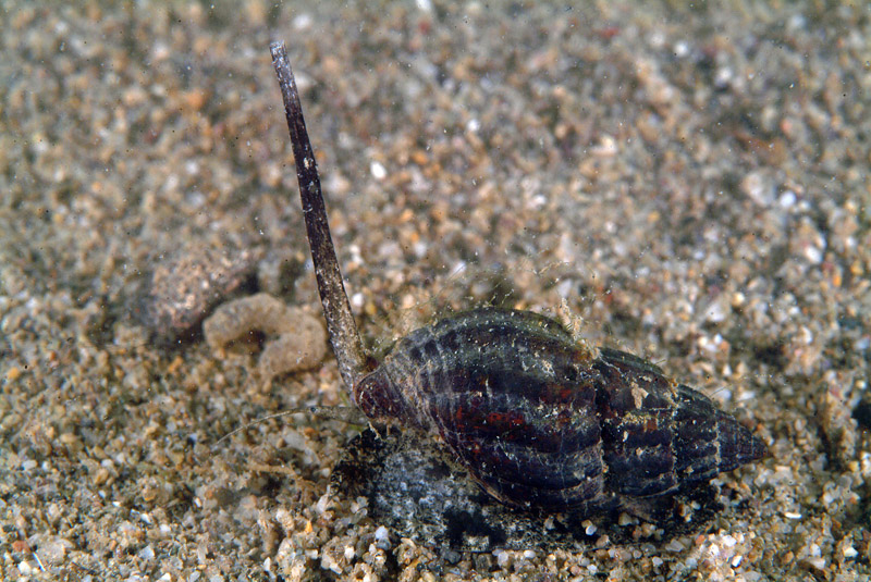 Nassarius nitidus